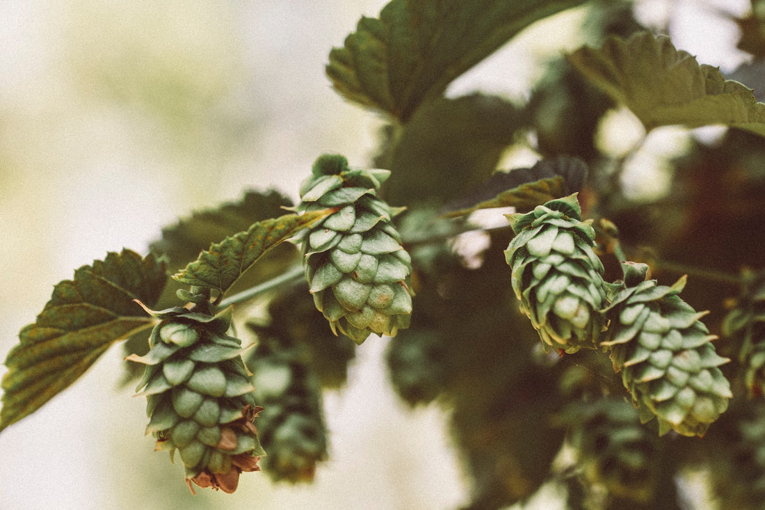 Schritt für Schritt Anleitung Bierbrauen